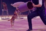Circus Krone 2025 Weltpremiere von „Farbenspiel – Gold Edition“ im modernen Mega-Zelt