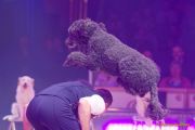 Circus Krone 2025 Weltpremiere von „Farbenspiel – Gold Edition“ im modernen Mega-Zelt