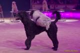 Circus Krone 2025 Weltpremiere von „Farbenspiel – Gold Edition“ im modernen Mega-Zelt