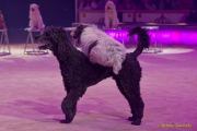 Circus Krone 2025 Weltpremiere von „Farbenspiel – Gold Edition“ im modernen Mega-Zelt