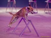 Circus Krone 2025 Weltpremiere von „Farbenspiel – Gold Edition“ im modernen Mega-Zelt