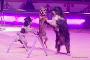 Circus Krone 2025 Weltpremiere von „Farbenspiel – Gold Edition“ im modernen Mega-Zelt