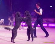 Circus Krone 2025 Weltpremiere von „Farbenspiel – Gold Edition“ im modernen Mega-Zelt