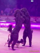 Circus Krone 2025 Weltpremiere von „Farbenspiel – Gold Edition“ im modernen Mega-Zelt