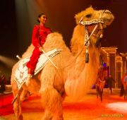 Circus Krone 2025 Weltpremiere von „Farbenspiel – Gold Edition“ im modernen Mega-Zelt