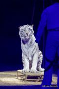Circus Krone 2025 Weltpremiere von „Farbenspiel – Gold Edition“ im modernen Mega-Zelt