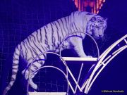 Circus Krone 2025 Weltpremiere von „Farbenspiel – Gold Edition“ im modernen Mega-Zelt