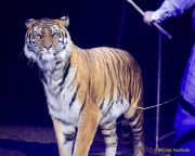 Circus Krone 2025 Weltpremiere von „Farbenspiel – Gold Edition“ im modernen Mega-Zelt