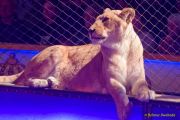 Circus Krone 2025 Weltpremiere von „Farbenspiel – Gold Edition“ im modernen Mega-Zelt