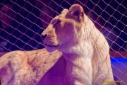 Circus Krone 2025 Weltpremiere von „Farbenspiel – Gold Edition“ im modernen Mega-Zelt