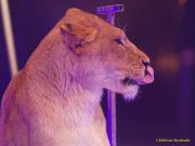 Circus Krone 2025 Weltpremiere von „Farbenspiel – Gold Edition“ im modernen Mega-Zelt