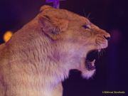 Circus Krone 2025 Weltpremiere von „Farbenspiel – Gold Edition“ im modernen Mega-Zelt