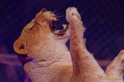 Circus Krone 2025 Weltpremiere von „Farbenspiel – Gold Edition“ im modernen Mega-Zelt