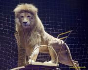 Circus Krone 2025 Weltpremiere von „Farbenspiel – Gold Edition“ im modernen Mega-Zelt