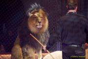 Circus Krone 2025 Weltpremiere von „Farbenspiel – Gold Edition“ im modernen Mega-Zelt