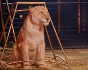 Circus Krone 2025 Weltpremiere von „Farbenspiel – Gold Edition“ im modernen Mega-Zelt