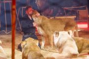 Circus Krone 2025 Weltpremiere von „Farbenspiel – Gold Edition“ im modernen Mega-Zelt