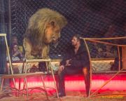 Circus Krone 2025 Weltpremiere von „Farbenspiel – Gold Edition“ im modernen Mega-Zelt