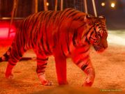 Circus Krone 2025 Weltpremiere von „Farbenspiel – Gold Edition“ im modernen Mega-Zelt