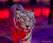 Circus Krone 2025 Weltpremiere von „Farbenspiel – Gold Edition“ im modernen Mega-Zelt