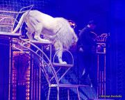 Circus Krone 2025 Weltpremiere von „Farbenspiel – Gold Edition“ im modernen Mega-Zelt