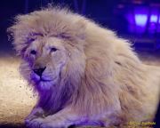 Circus Krone 2025 Weltpremiere von „Farbenspiel – Gold Edition“ im modernen Mega-Zelt