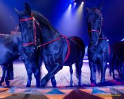 Circus Krone 2025 Weltpremiere von „Farbenspiel – Gold Edition“ im modernen Mega-Zelt