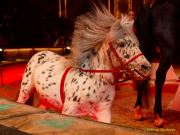 Circus Krone 2025 Weltpremiere von „Farbenspiel – Gold Edition“ im modernen Mega-Zelt