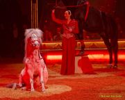 Circus Krone 2025 Weltpremiere von „Farbenspiel – Gold Edition“ im modernen Mega-Zelt