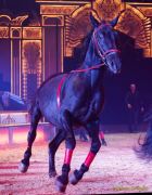 Circus Krone 2025 Weltpremiere von „Farbenspiel – Gold Edition“ im modernen Mega-Zelt