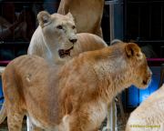 Circus Krone - kommentierten Tierproben Krone Bau München 2026