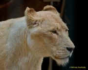 Circus Krone - kommentierten Tierproben Krone Bau München 2026