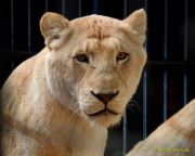 Circus Krone - kommentierten Tierproben Krone Bau München 2026