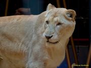 Circus Krone - kommentierten Tierproben Krone Bau München 2026