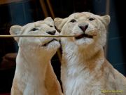 Circus Krone - kommentierten Tierproben Krone Bau München 2026