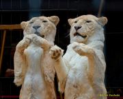 Circus Krone - kommentierten Tierproben Krone Bau München 2026