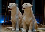 Circus Krone - kommentierten Tierproben Krone Bau München 2026