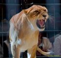 Circus Krone - kommentierten Tierproben Krone Bau München 2026