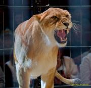 Circus Krone - kommentierten Tierproben Krone Bau München 2026