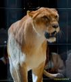 Circus Krone - kommentierten Tierproben Krone Bau München 2026