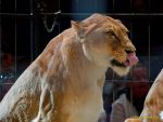 Circus Krone - kommentierten Tierproben Krone Bau München 2026