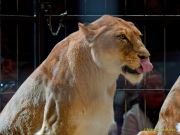 Circus Krone - kommentierten Tierproben Krone Bau München 2026