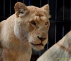 Circus Krone - kommentierten Tierproben Krone Bau München 2026