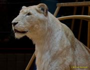 Circus Krone - kommentierten Tierproben Krone Bau München 2026