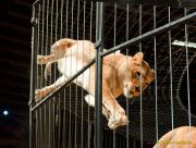 Circus Krone - kommentierten Tierproben Krone Bau München 2026