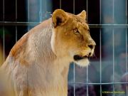 Circus Krone - kommentierten Tierproben Krone Bau München 2026