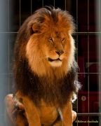 Circus Krone - kommentierten Tierproben Krone Bau München 2026