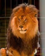 Circus Krone - kommentierten Tierproben Krone Bau München 2026