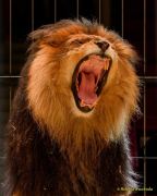 Circus Krone - kommentierten Tierproben Krone Bau München 2026