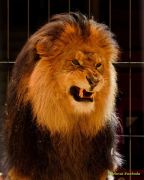 Circus Krone - kommentierten Tierproben Krone Bau München 2026